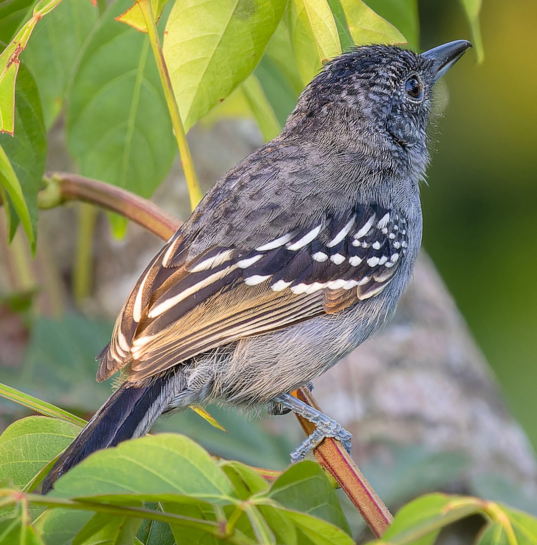 image Variable Antshrike